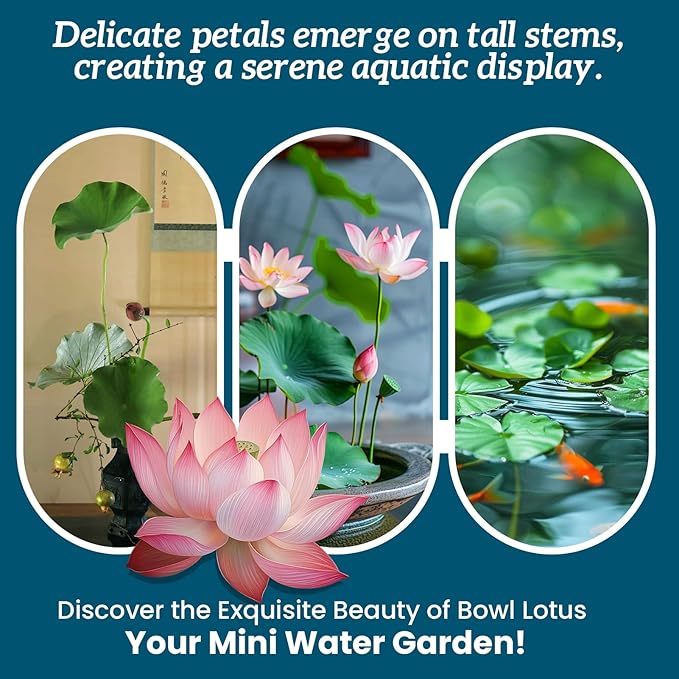 Lotus Seeds for Planting in Water | 60 PCS Mixed Color Bowl Lotus Seeds for Indoor Bonsai, Outdoor Ponds & Garden | Non-GMO Water Lily Aquatic Plant Seeds