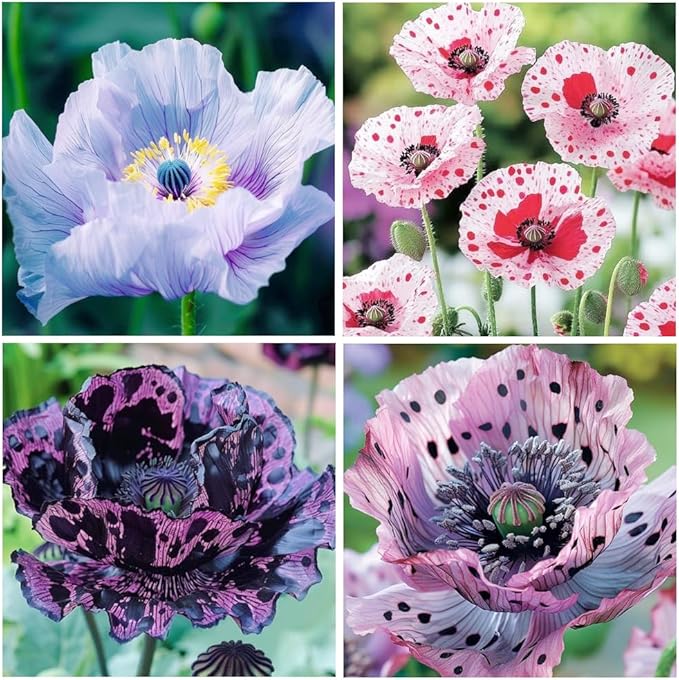 1050+ Poppy Flower Seeds for Planting Outdoor