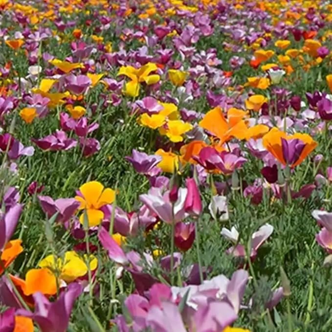 4200+ Purple Poppy Flower Seeds for Planting-Heirloom Non-GMO Seeds,Colorful Blooming Garden Flowers
