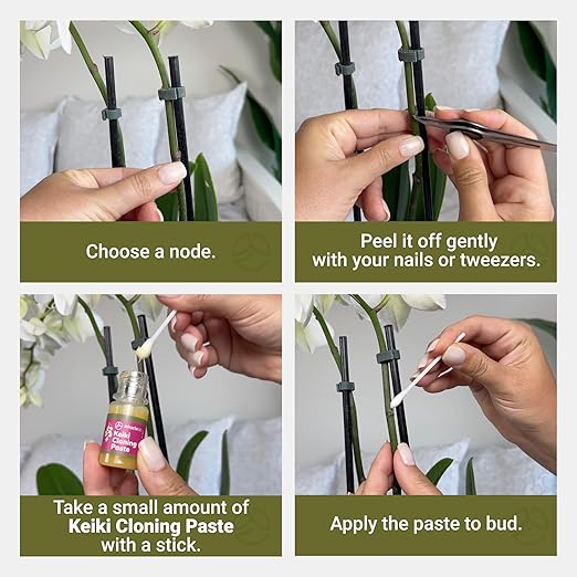 Keiki Cloning Paste - Special Cytokinin Formula Gives a New Baby Orchid (Keiki) in Weeks - Can Be Used on All Kinds of Orchids and Also House Plants (2 Pack)
