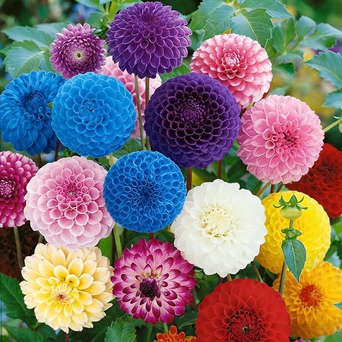 520 Pompon Chrysanthemum Flower Seeds for Planting, Mixed Ping Pong Mum Seeds, Non-GMO Heirloom Perennial Seeds for Cut Flowers and Garden Landscape