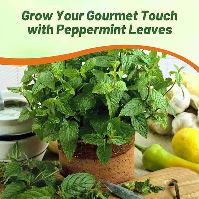 Outsidepride Peppermint Seeds for Planting - 2000 Pcs Perennial Compact Growth, Easy to Grow Herb Seeds w/Aromatic Foliage for Culinary Uses, Herbal Remedies & Wellness, Ideal for Container Gardening