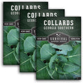 Collard Green Seeds for Planting | Georgia Southern Heirloom Non-GMO Variety | Leafy Greens for Home Vegetable Gardens - Survival Garden Seeds (3 Packs)