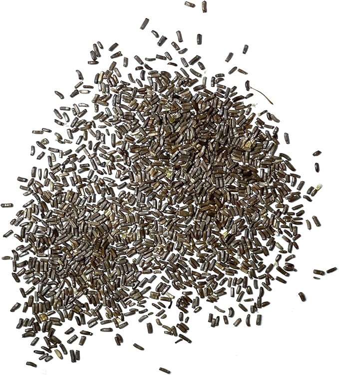 Seed Needs Strawflower Seeds for Planting - Heirloom & Open Pollinated Annual Flower Seed - Grow a Colorful Mix of Wildflowers for a Butterfly Garden, Bouquets & Floral Arrangements (1 Pack)