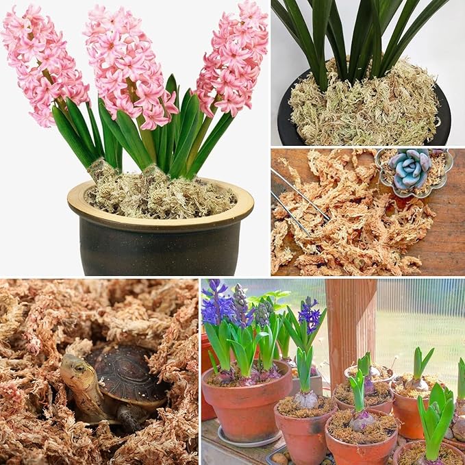 ZeeDix 2.2 lb Premium Sphagnum Moss Bulk, Natural Long Fiber Orchid Sphagnum Peat Moss for Carnivorous Plants Succulent Monstera Indoor Outdoor Plants & Reptiles Terrariums Habitats(Expands to 40 qt)
