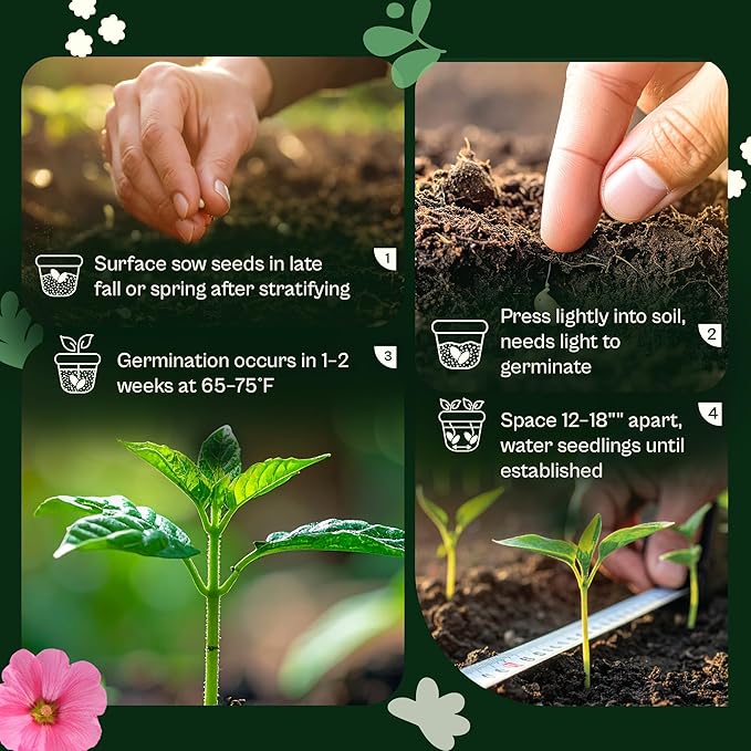 SVI 1000 Red Sage Seeds for Planting Outdoors (Salvia coccinea) – Scarlet sage, Deer Resistant Wildflower – Heirloom Flower Seeds to Plant Outside & Inside Garden, Beds, Containers