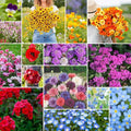 Eden Brothers Shorty Low Grow Wildflower Mixed Seeds for Planting, 1/4 lb, 120,000+ Seeds with Calendula, Cornflower | Attracts Pollinators, Plant in Spring or Fall, Zones 3, 4, 5, 6, 7, 8, 9, 10