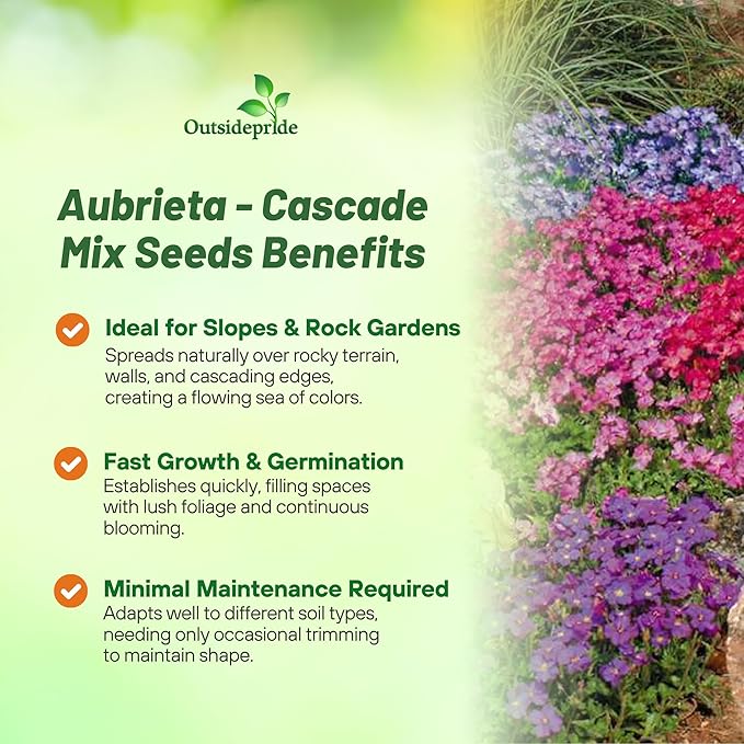 Outsidepride Cascade Mix Aubrieta Rock Cress Seeds - 1000 Pcs Perennial Flower Seeds, Easy to Grow, Low Maintenance, Cascading & Low Growing, for Baskets, Rock Walls, or Ground Covers