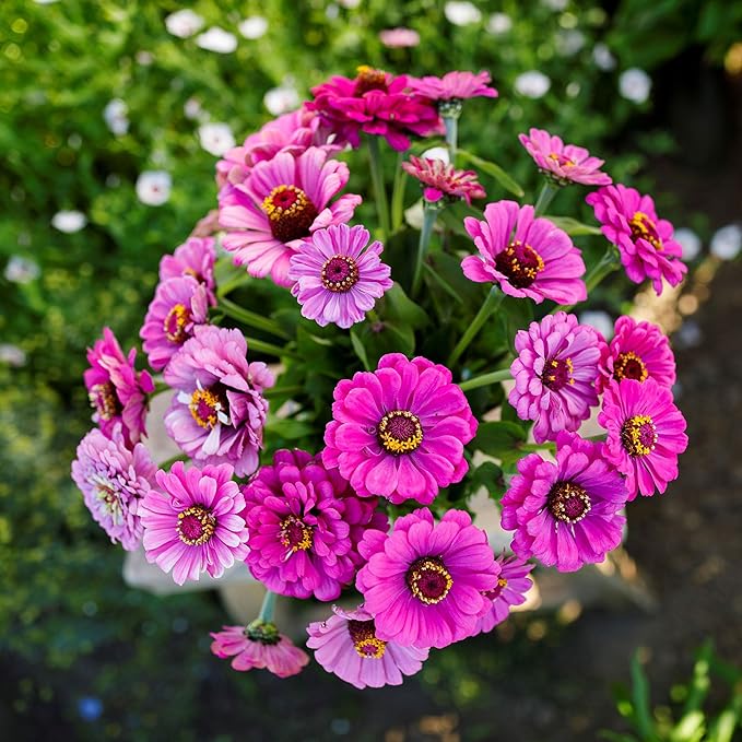 Eden Brothers Zinnia Seeds - Dream, Non-GMO Seeds for Planting, 1/4 lb | Low-Maintenance Flower Seeds, Plant During Spring, Zones 3, 4, 5, 6, 7, 8, 9, 10