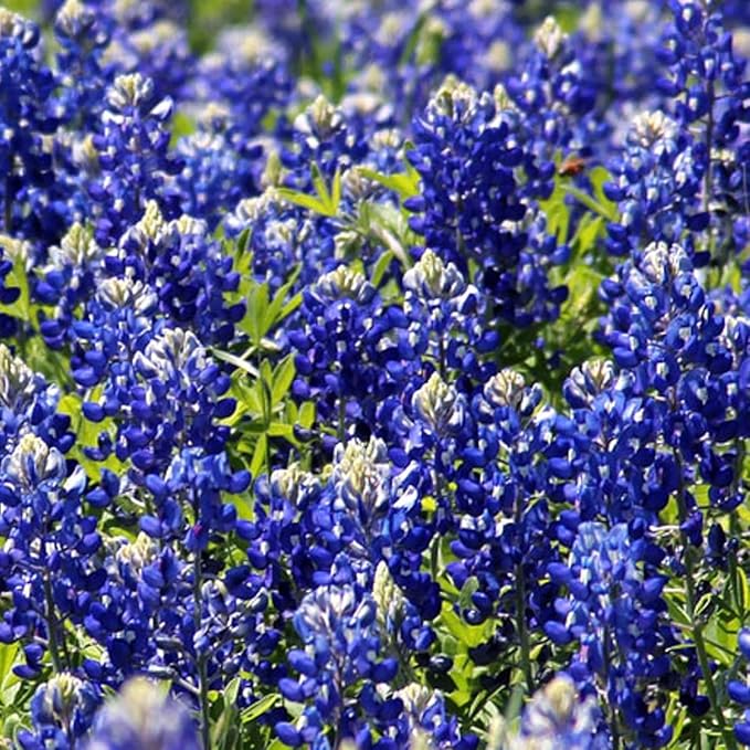 Texas Lupine Bluebonnet Wildflower Seeds, 1000 Count for Garden Planting, Non-GMO Heirloom