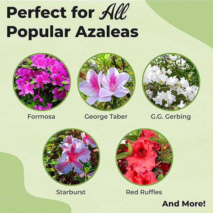 Liquid Azalea Fertilizer by Perfect Plants | Best Plant Food to Enhance Blooms, Brighten Colors, & Improve Soil Content for All Azaleas & Rhododendron | Instantly Release Nutrients to the Shrub