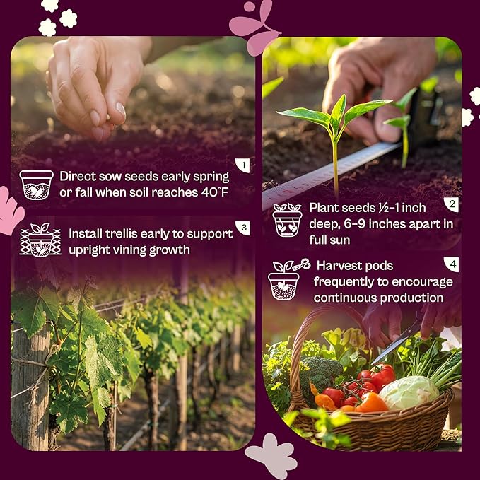 SVI 120 Cascadia Snap Pea Seeds (Pisum sativum) – Sugar Snap Peas, Sweet Peas Seed Packets, Pea Snaps Garden Seed Pack – Heirloom Vegetable Seeds Vegetable Garden, Raised Beds, Containers