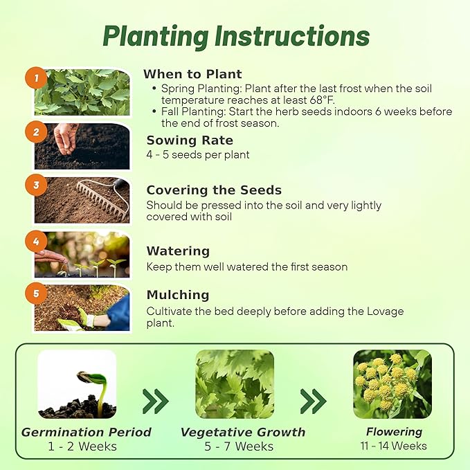 Outsidepride Lovage Vegetable Seeds - 1000 Pcs. Perennial, Easy to Grow & Drought-Tolerant, Herb Seeds for Planting Edible & Vibrant Yellow-Green Blooms, Great for Xeriscaping & Pollinator Gardens