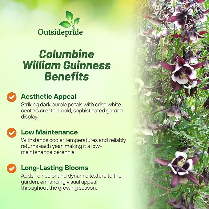 Outsidepride William Guinness Columbine Seeds - 1000 Pcs Perennial, Easy to Grow Flower Seeds for Planting, Suitable for Pollinator-Friendly Garden, Cut Floral Arrangements, Ground Covers, or Borders