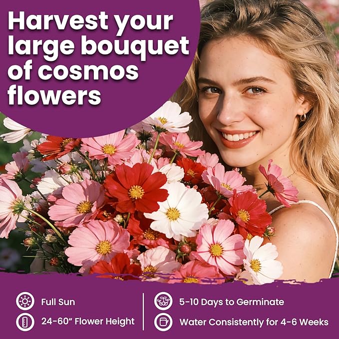 Cosmos Seeds Mix, 1 Ounce Over 5000+ Crazy Blend Cosmo Flowers Seed for Planting, Open Pollinated, Non-GMO, Heirloom Crazy Cosmos Seeds for 2026
