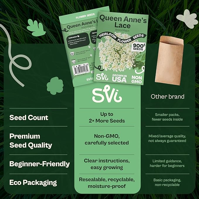 SVI 900 Queen Anne's Lace Seeds for Planting, Bishop's Flower Seed Packets (Ammi majus) - Bullwort, Laceflower, Heirloom & Organic Wildflower, False Annes Lace - Wild Flower Seeds to Plant Outside