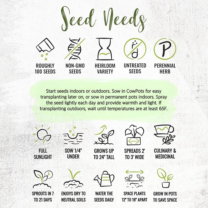 Seed Needs Sage Seeds for Planting Broad Leaved Herbs - Non-GMO Heirloom & Untreated Culinary Herb Seed to Plant a Home Grown Garden Indoors or Outdoors (1 Pack)