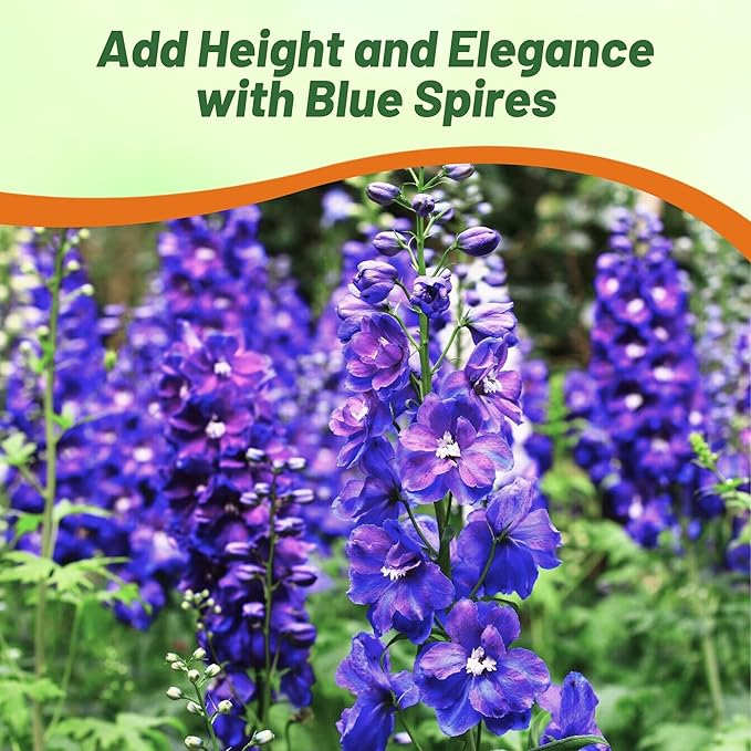 Outsidepride Delphinium Blue Larkspur Seeds for Planting Outdoors - 1000 Pcs Annual, Self-Seeding, Heat & Drought Tolerant Wildflower Seeds, Colorful Blooms for Flower Arrangement & Pollinator Garden