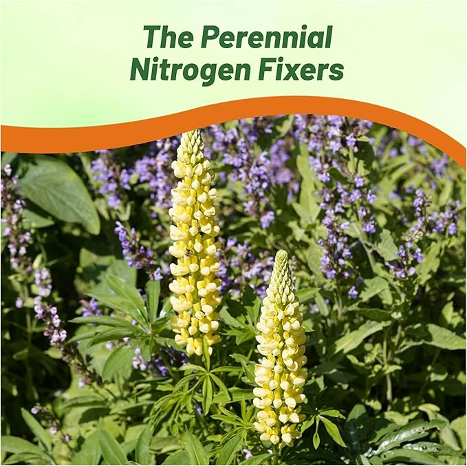 Outsidepride Chandelier Yellow Russells Lupine Seeds - 1000 Pcs Perennial, Self-Sowing, Cold Hardy & Frost Tolerant Wildflower Seeds for Fall Planting, Ideal for Attracting Pollinators & Hummingbirds