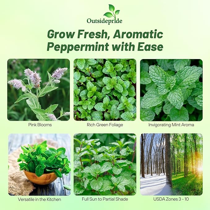Outsidepride Peppermint Seeds for Planting - 1000 Pcs Perennial Compact Growth, Easy to Grow Herb Seeds w/Aromatic Foliage for Culinary Uses, Herbal Remedies & Wellness, Ideal for Container Gardening