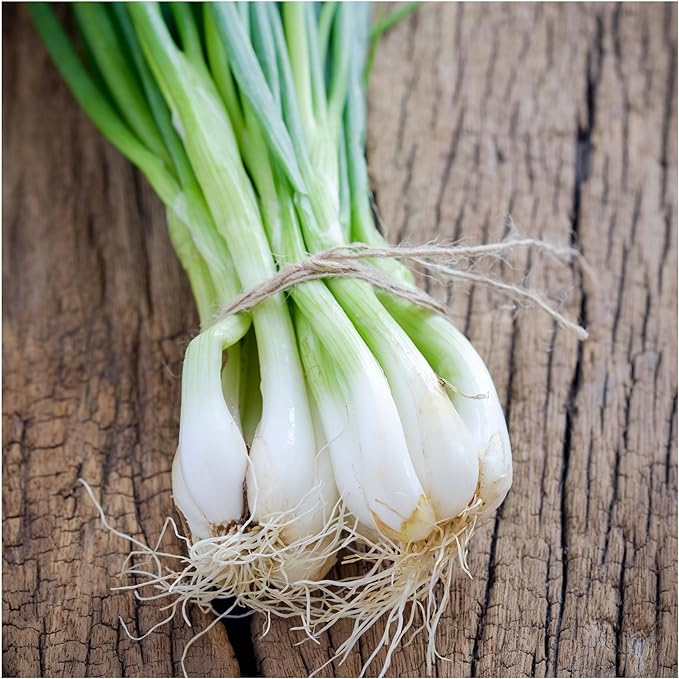 Seed Needs Onion Seeds for Planting Tokyo White Bunching Long Day Onions - Non-GMO Heirloom & Untreated Vegetable Seeds to Plant an Outdoor Home Grown Veggie Garden (1 Pack)