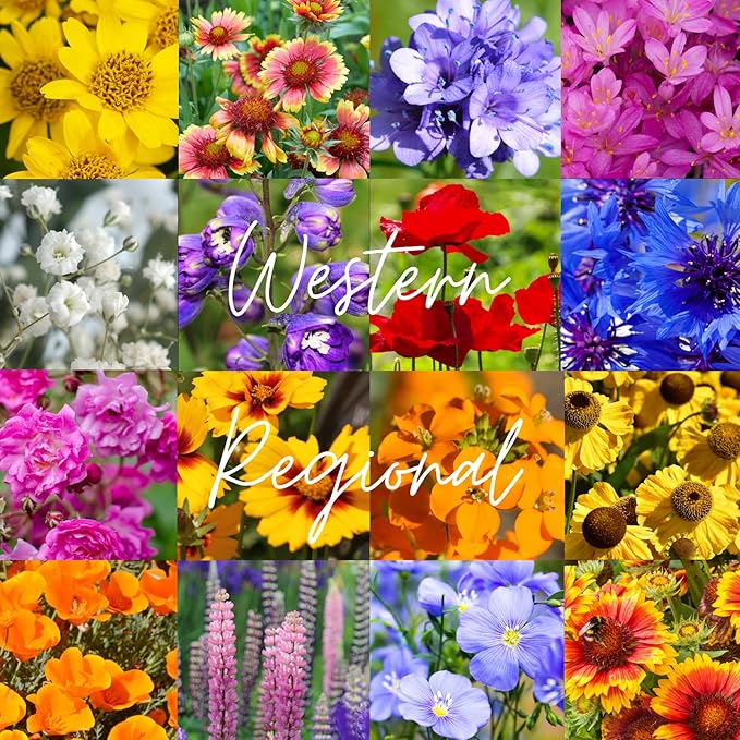 Western U.S. Regional Wildflower Seed Mix, 1 lb Covers 3,200 sq ft, Multi-Color Blooms, Spring and Fall Planting (1 Pound)