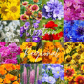 Western U.S. Regional Wildflower Seed Mix, 1 lb Covers 3,200 sq ft, Multi-Color Blooms, Spring and Fall Planting (1/2 Pound)