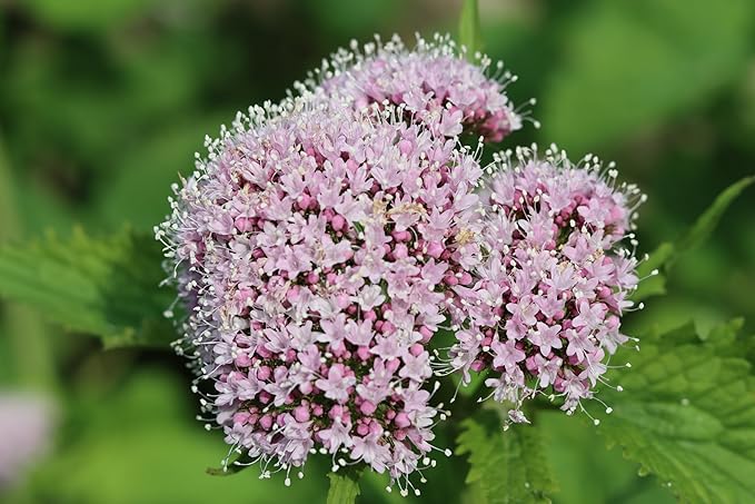 TKE Farms & Gardens - Valerian Seeds for Planting, 500+ Non-GMO Heirloom Medicinal Herb Seeds, Thrives in Gardens or Containers, Easy to Follow Instructions Included, Valeriana officinalis, Qty 1