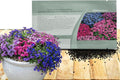 Outsidepride Cascade Mix Aubrieta Rock Cress Seeds - 1000 Pcs Perennial Flower Seeds, Easy to Grow, Low Maintenance, Cascading & Low Growing, for Baskets, Rock Walls, or Ground Covers