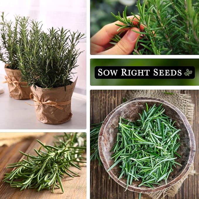 Sow Right Seeds - Rosemary Seed for Planting - Non-GMO Heirloom Packet with Instructions to Plant and Grow a Kitchen Herb Garden - Indoors or Outdoor - Tasty Culinary Herb, Super Fragrant (1)