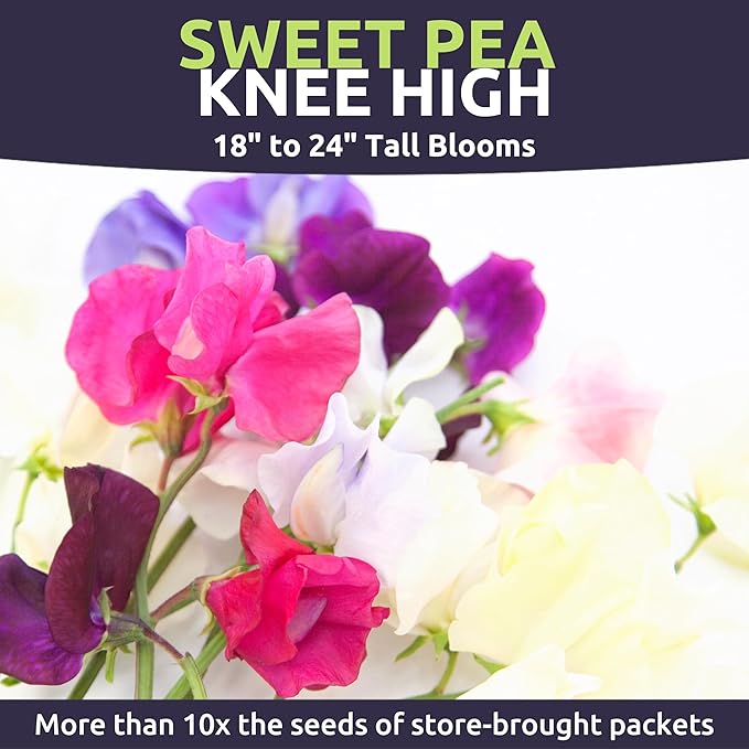 Sweet Pea Knee High - Bulk 2 Ounce Pouch - 600 Flower Seeds for Planting - Lathyrus odoratus