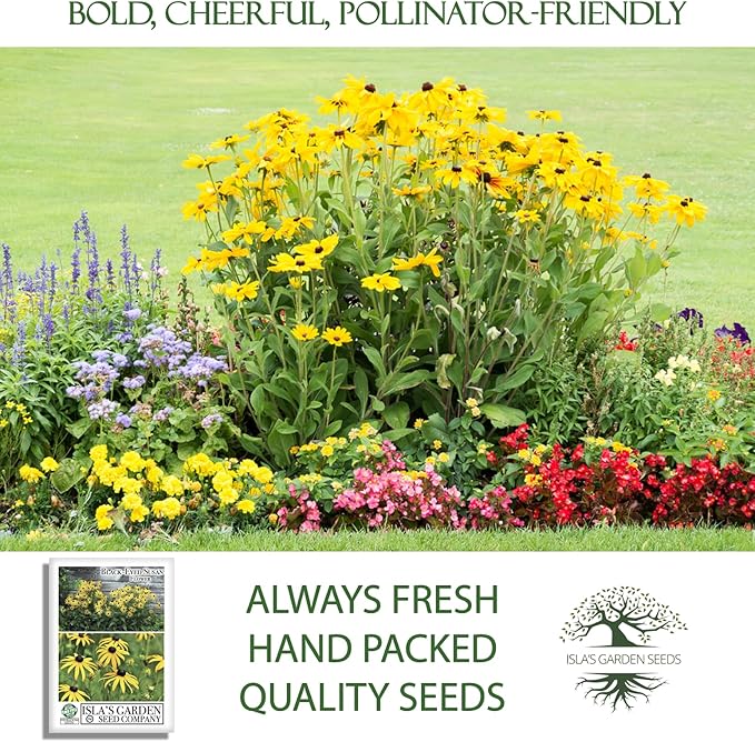 Black Eyed Susan Seeds (Rudbeckia hirta) – 3000+ Non-GMO & Heirloom Flower Seeds, Bright Yellow Blooms with Dark Centers, by Isla’s Garden Seeds, Great for Pollinators & Wildflower Gardens