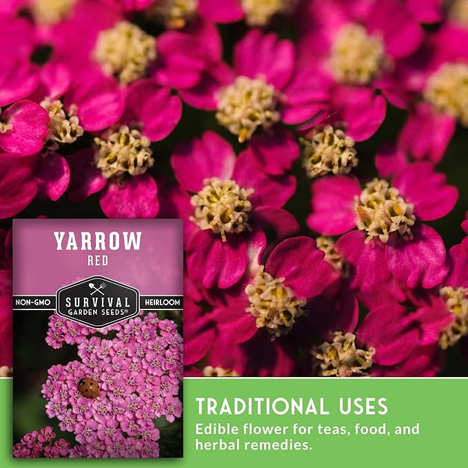 Red or Pink Yarrow Seeds for Planting – Heirloom Medicinal Herb & Perennial Flower Seeds, Pollinator Friendly Blooms for Cottage & Wildflower Gardens - Survival Garden Seeds (2 Packs)