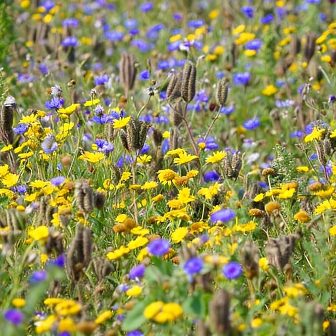Mix Cornflower Seeds for Planting, 1000pcs Rare Perennial Cornflower Flower Seeds, Heirloom Non-GMO Open Pollinated Wildflowers for Home Garden Outdoors