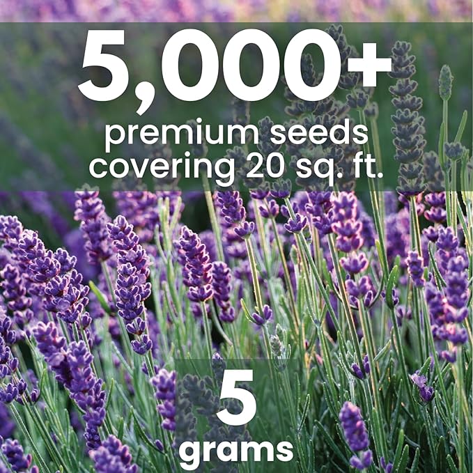Lavender – 5,000 Seeds for Planting – 2026 Season – 5 Gram Pouch
