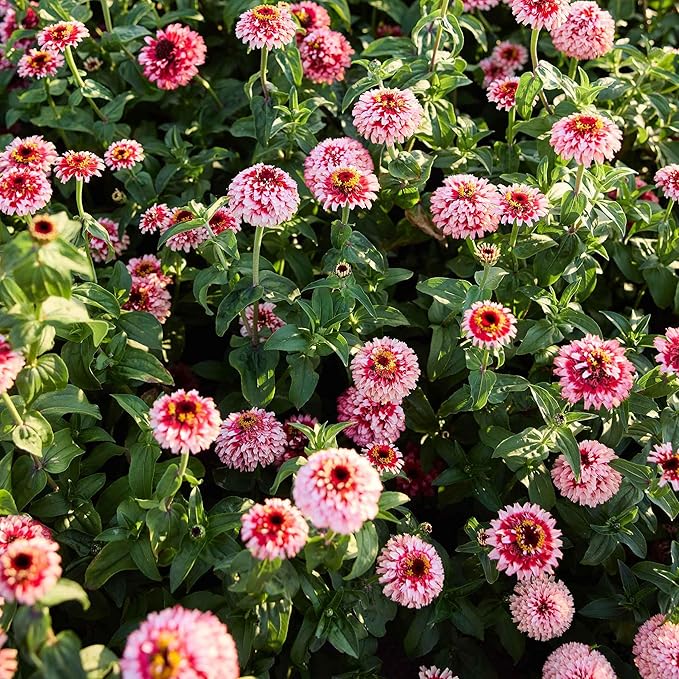 Eden Brothers Zinnia Seeds - Zinderella Fizz