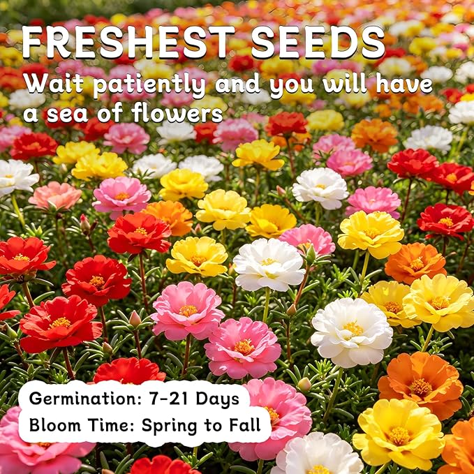 LUOJIBIE Moss Rose Seeds, 20,000+ Bulk Flower Seeds for Planting Outdoors(99% Pure Live, Non-GMO), Mixed Colors and Large Blooms, Attracts Pollinators, Easy to Grow