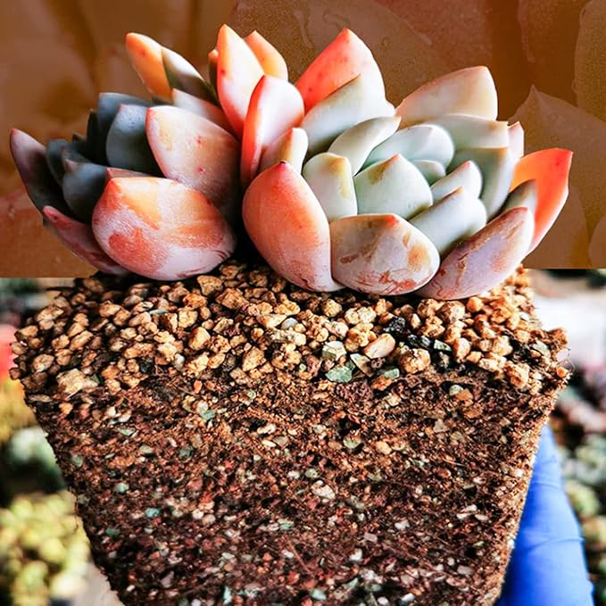 Doter Succulent and Cactus Soil Potting Mix 2.2 LBS, Bonsai Soil Mix Ready to Use, Fast Draining with Added Nutrients
