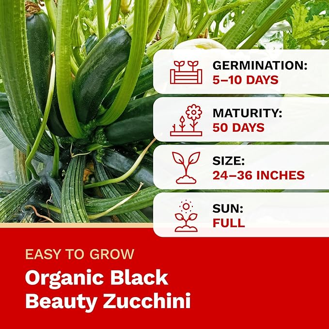 The Harvest Company Organic Black Beauty Zucchini Seeds – USDA & CCOF Certified Organic, Non-GMO, Open-Pollinated Heirloom Vegetable Seeds for Indoor & Outdoor Gardening (25 Seeds)