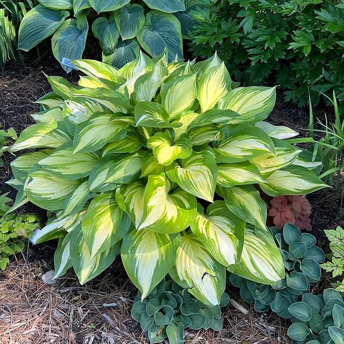 200+ Seeds Perennial Hosta Flower Seed for Planting Outdoors Garden Beauties