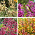 50+ Perennial Arizona Sandstone Hummingbird Mint Flower Seeds for Planting Outdoor- Rare Agastache Seeds Garden Home Plant Non-GMO