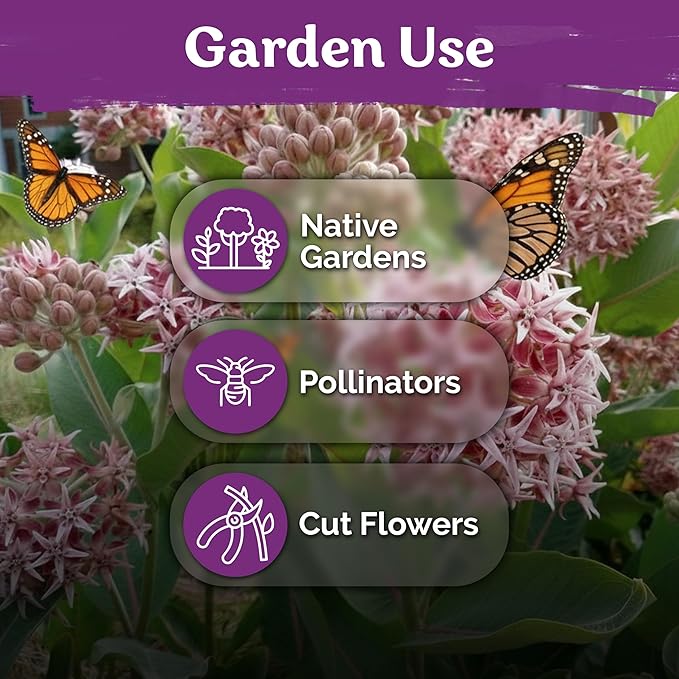 KVITER 150 Showy Milkweed Seeds (Asclepias Speciosa) - Greek Milkweed, Perennial Wildflower, Pink-Purple Blooms, Butterfly Magnet - Flower Seeds in Seed Packets for Outdoor Gardens and Borders