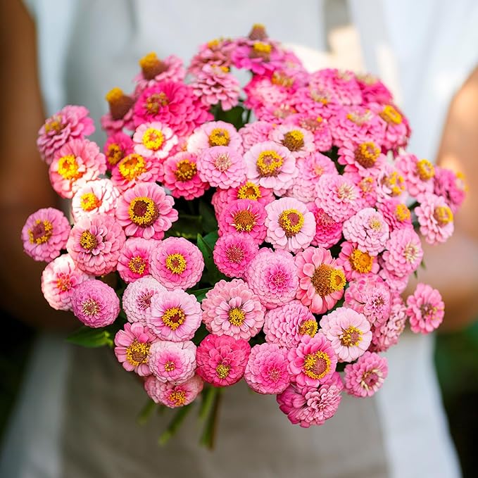 Eden Brothers Zinnia Seeds - Lilliput Rose, Non-GMO Seeds for Planting, 1/4 lb | Low-Maintenance Flower Seeds, Plant During Spring, Zones 3, 4, 5, 6, 7, 8, 9, 10