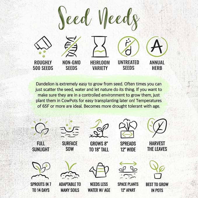 Seed Needs Dandelion Seeds for Planting Taraxacum officinale - Non-GMO Heirloom & Untreated Perennial Herbs - Grow Salad Greens, Food for Tortoises, Rabbits & Bearded Dragons (5 Packs)