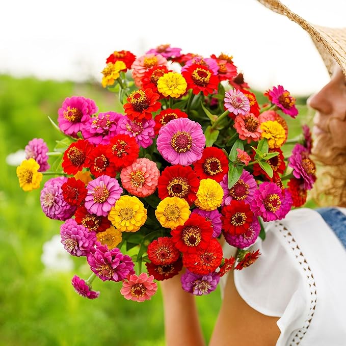 Eden Brothers Zinnia Seeds - Lilliput Mix, Non-GMO Seeds for Planting, Packet | Low-Maintenance Flower Seeds, Plant During Spring, Zones 3, 4, 5, 6, 7, 8, 9, 10