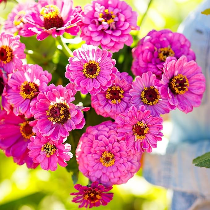 Eden Brothers Zinnia Seeds - Violet Queen, Non-GMO Seeds for Planting, 1 oz | Low-Maintenance Flower Seeds, Plant During Spring, Zones 3, 4, 5, 6, 7, 8, 9, 10