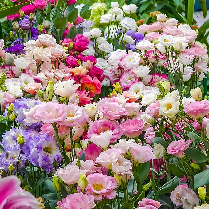 2000+ Lisianthus Seeds for Planting - 2 Pack Mixed Color Perennial Eustoma Grandiflorum Seeds for 2026, Thornless Rose Flowers Seed for Planting, Wildflower, Non-GMO, Garden, Indoor Blooms