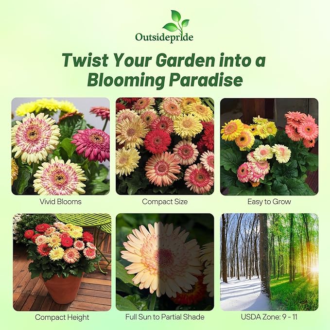 Outsidepride Strawberry Twist Mix Gerbera Seeds - 20 Pcs Perennial, Compact & Low Maintenance, Flower Seeds for Planting w/Semi-Double Blooms, Ideal for Garden Landscaping & Cut Flower Arrangements