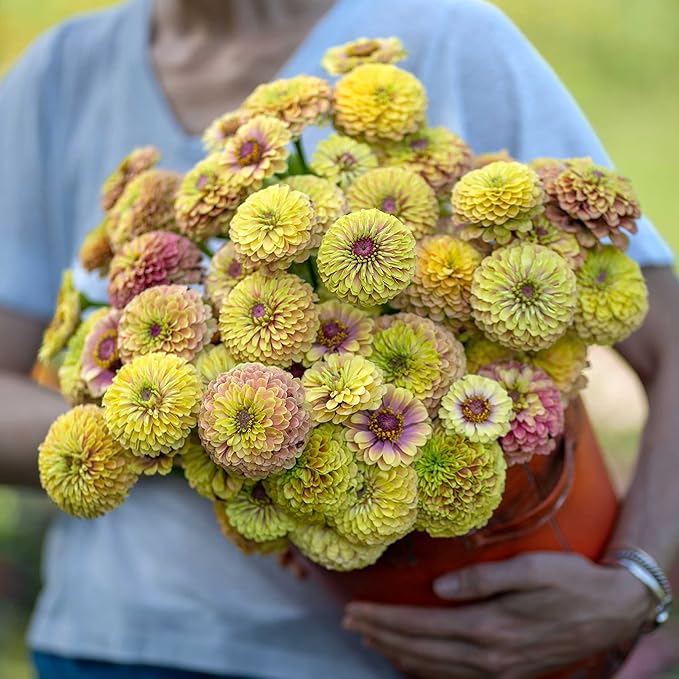 Eden Brothers Zinnia Seeds - Queen Lime Blush, Non-GMO Seeds for Planting, Packet | Low-Maintenance Flower Seeds, Plant During Spring, Zones 3, 4, 5, 6, 7, 8, 9, 10