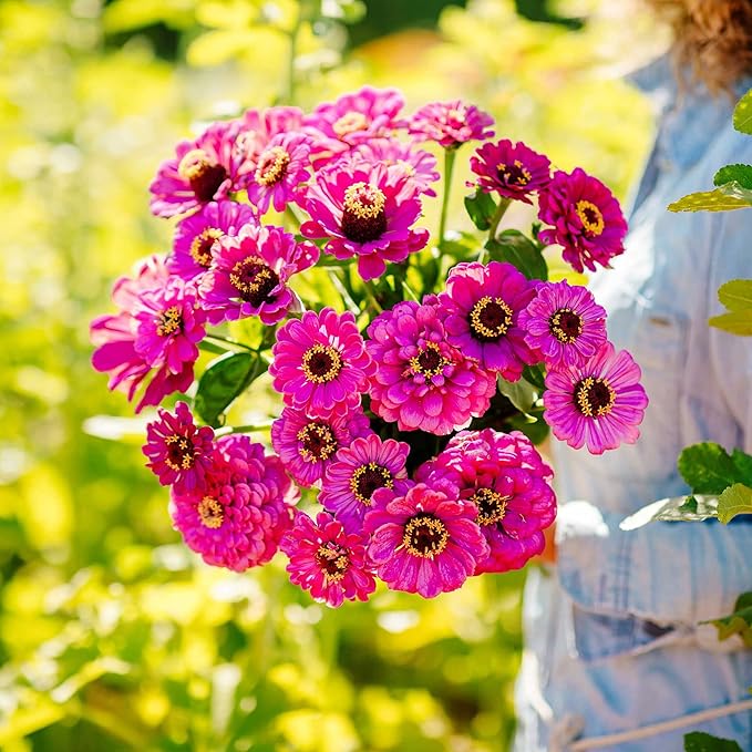Eden Brothers Zinnia Seeds - Violet Queen, Non-GMO Seeds for Planting, 1 oz | Low-Maintenance Flower Seeds, Plant During Spring, Zones 3, 4, 5, 6, 7, 8, 9, 10